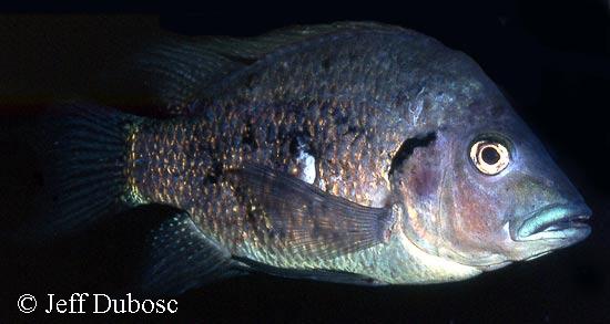 Ptychochromis oligacanthus var. nossibeensis