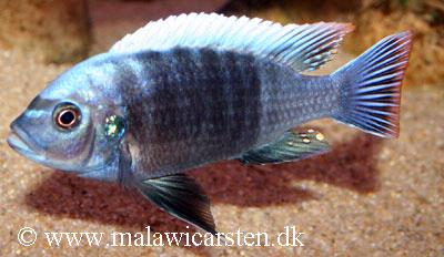 Cynotilapia sp. "Maleri"