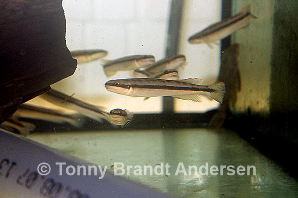 Gobiocichla ethelwynnae