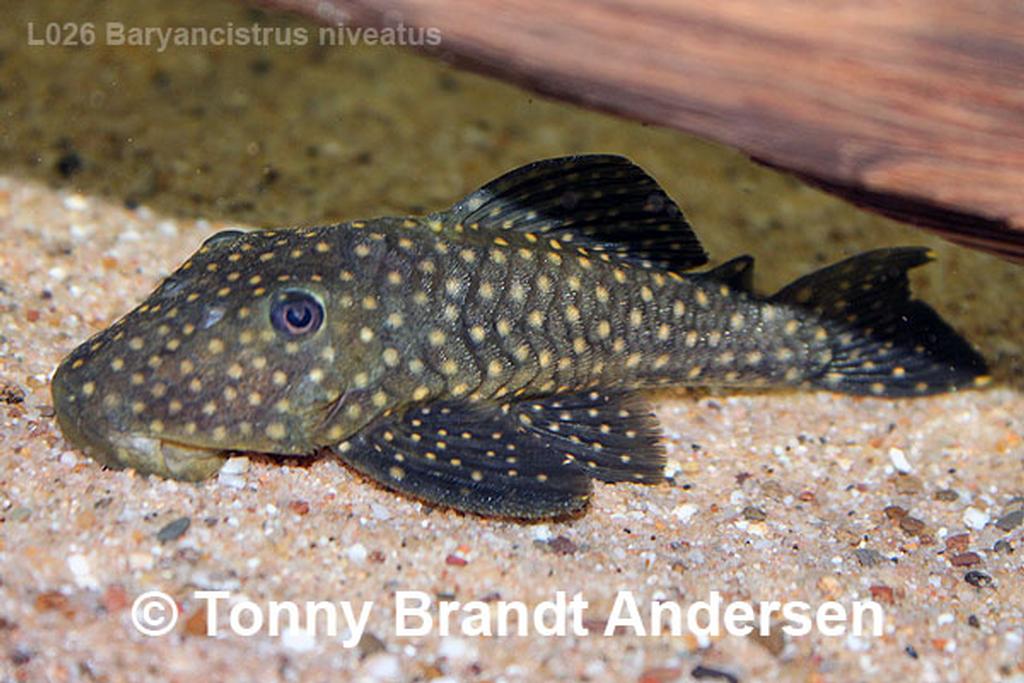 Baryancistrus niveatus L026