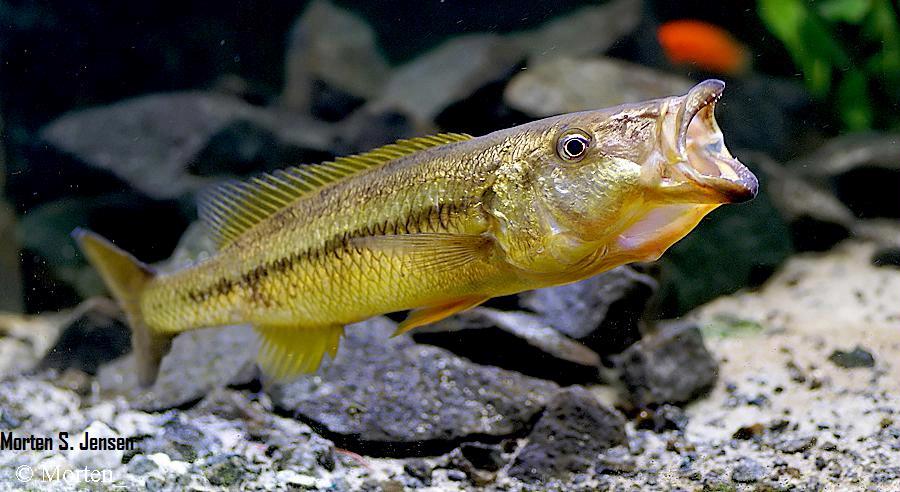 Rhamphoromis sp. "ferox yellow fin"