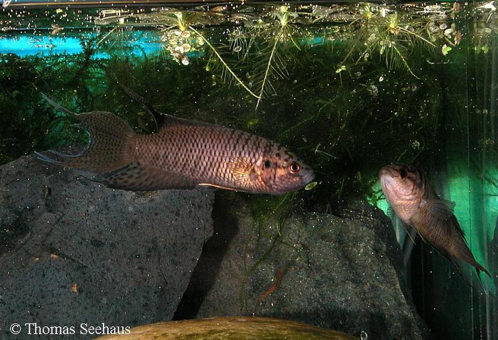 Macropodus hongkongensis