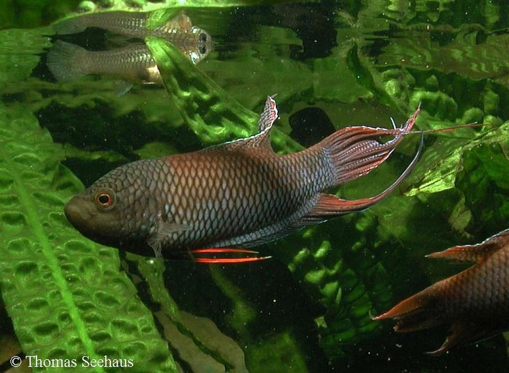 Macropodus erythropterus