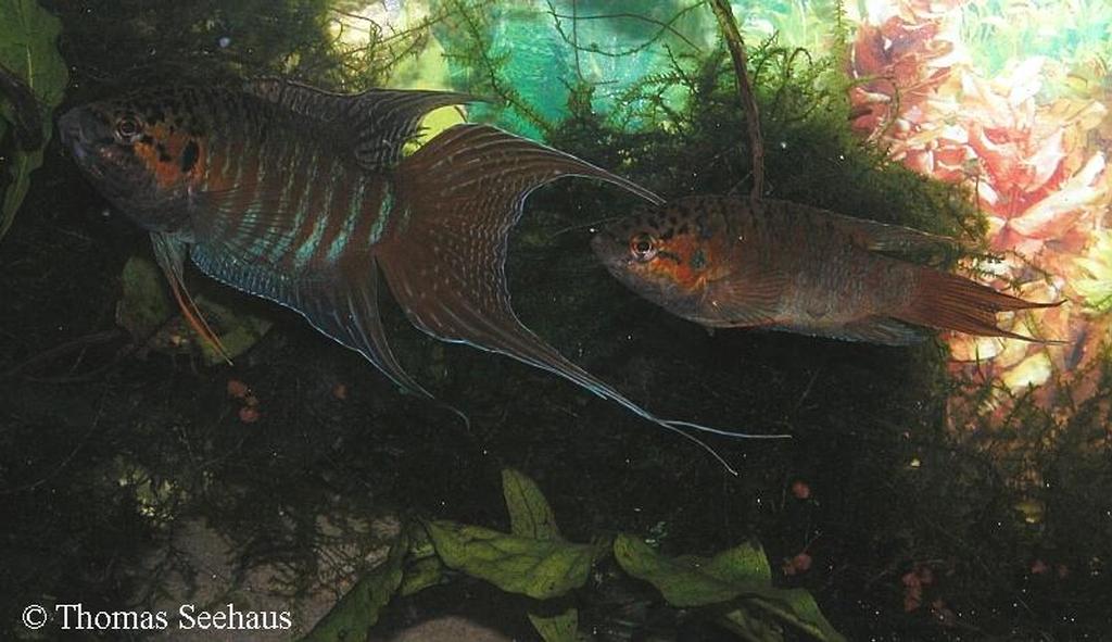 Macropodus opercularis