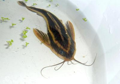 Platydoras armatulus