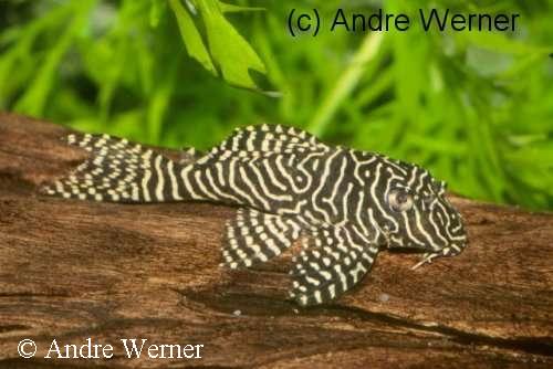 Hypancistrus sp. L260