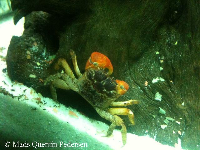 Pseudosesarma moeshi