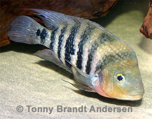 Amphilophus amarillo