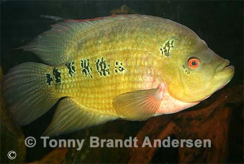 Amphilophus trimaculatus