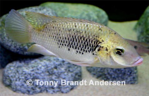 Sarotherodon galilaeus