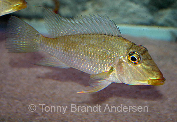 Satanoperca rhynchitis