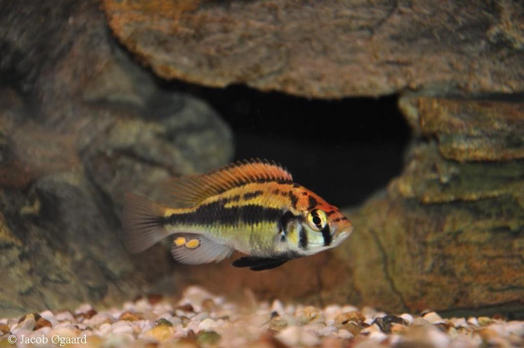 Enterochromis cf. paropius