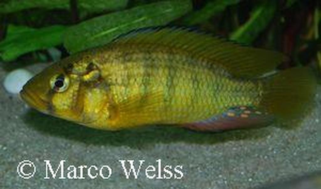 Astatoreochromis alluaudi