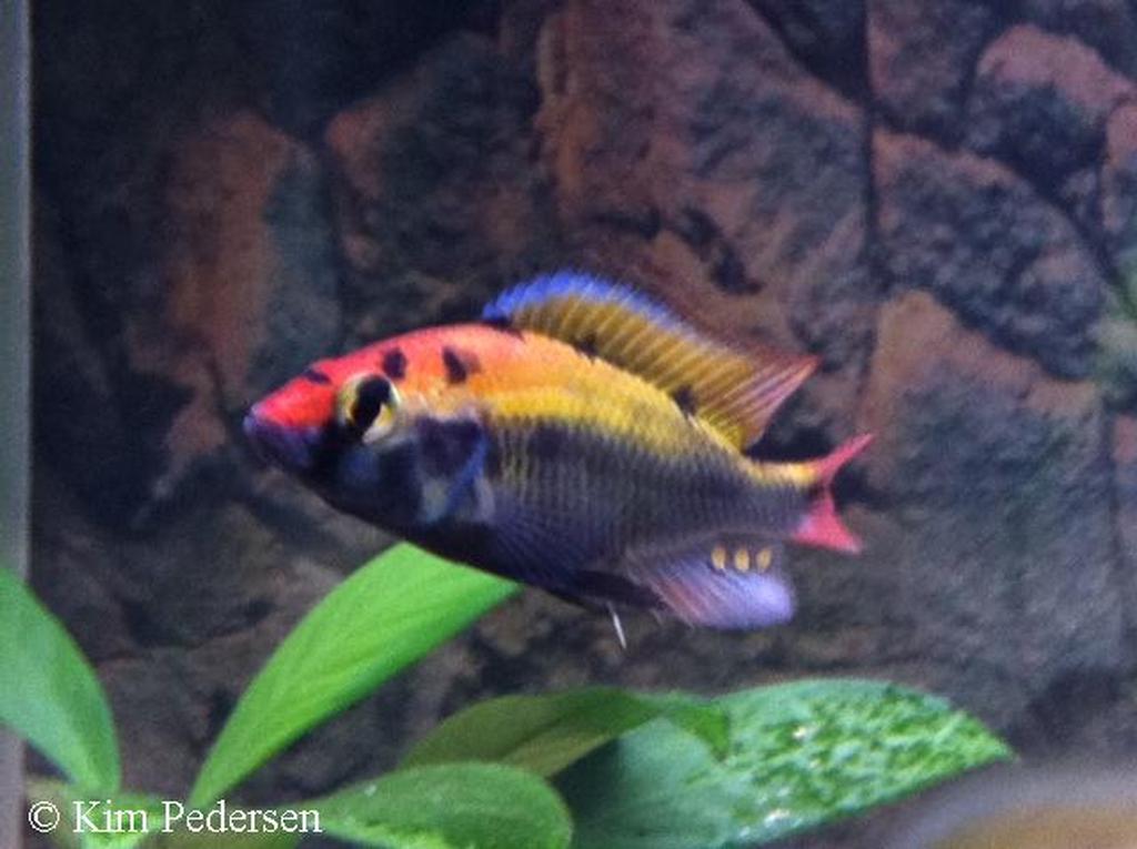 Haplochromis sp. "ruby green"