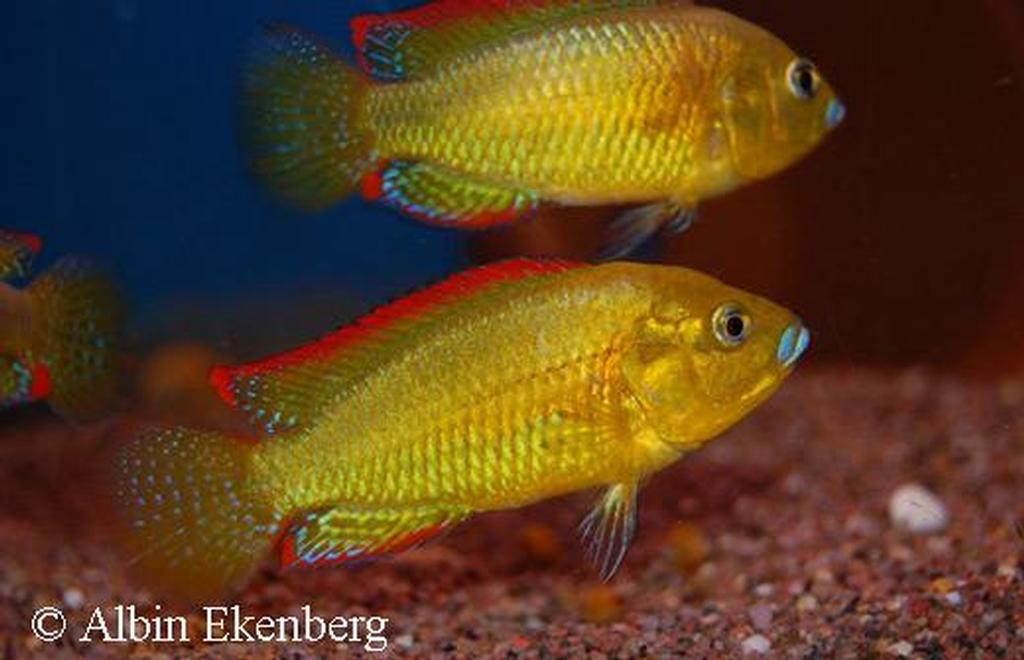 Pseudocrenilabrus multicolor victoriae