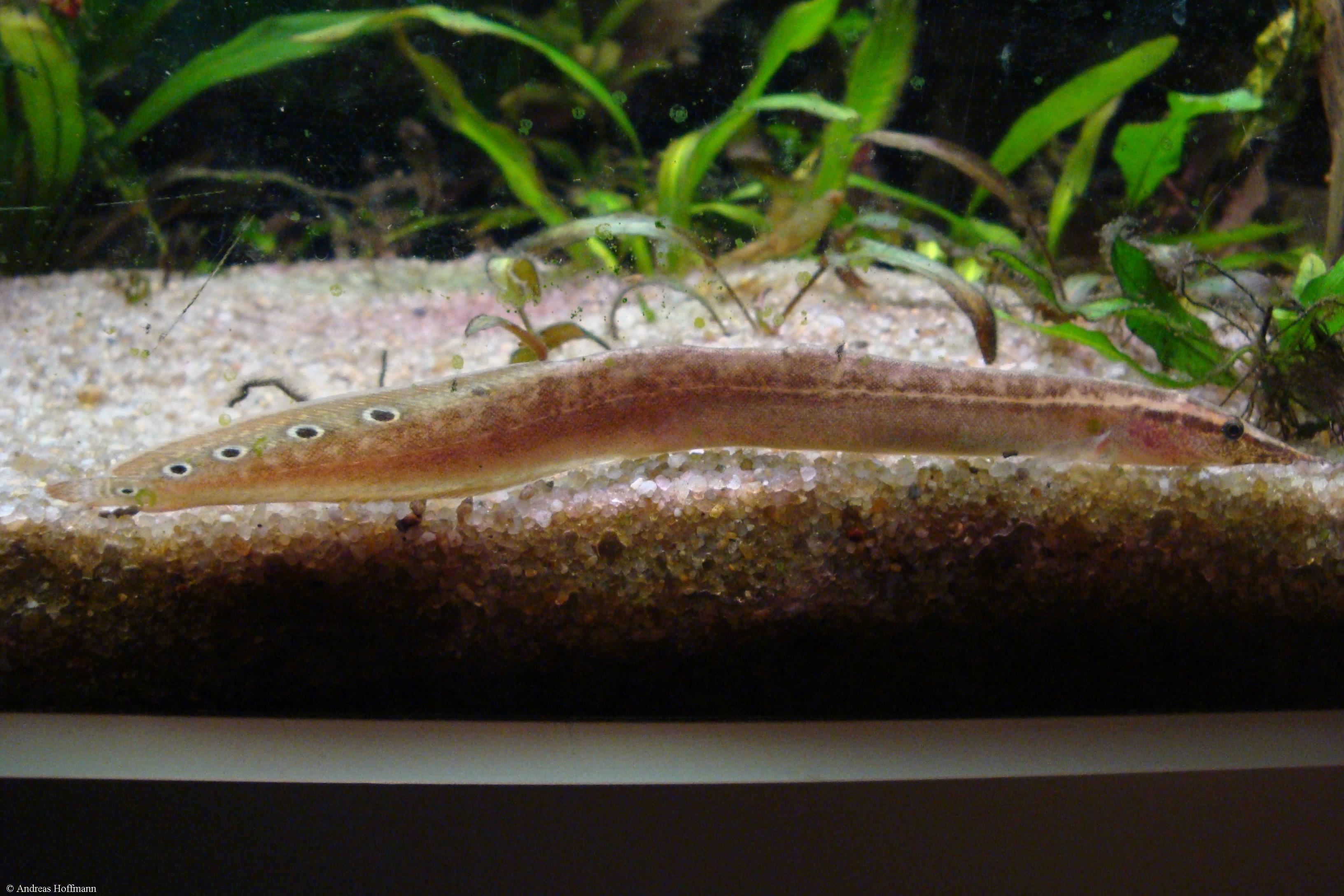 Macrognathus siamensis