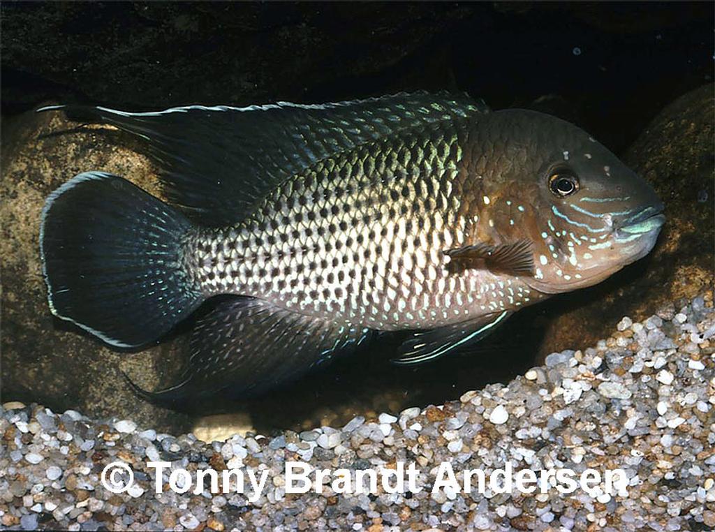 Andinoacara blombergi