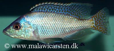Placidochromis johnstoni