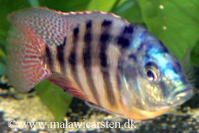 Placidochromis sp. "johnstoni solo"