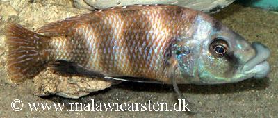 Placidochromis milomo