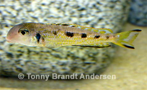 Xenotilapia sp. "ochrogenys ndole"