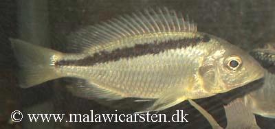Mylochromis melanonotus