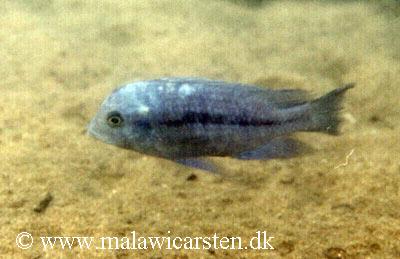 Protomelas annectens