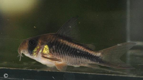 Corydoras axelrodi
