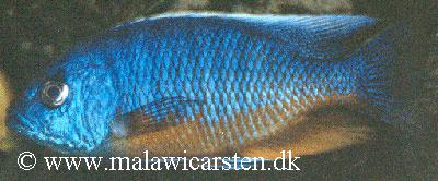 Protomelas sp. "Spilonotus Tanzania"