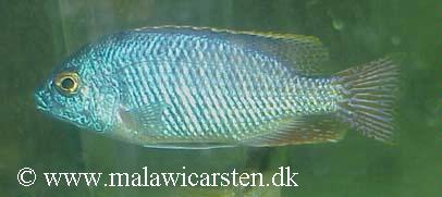 Protomelas fenestratus