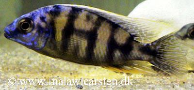 Protomelas sp. "steveni taiwan"