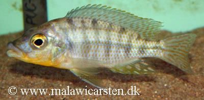 Protomelas sp. "hertae"