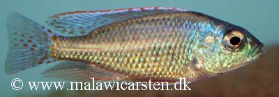 Protomelas labridens