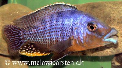 Protomelas sp. "mbenji thick lip"