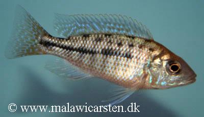 Protomelas spilonotus