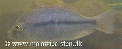 Protomelas triaenodon