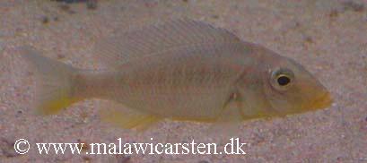 Taeniolethrinops furcicauda