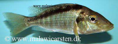 Taeniolethrinops laticeps