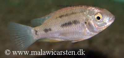 Tilapia rendalli