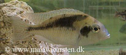 Tramitichromis brevis