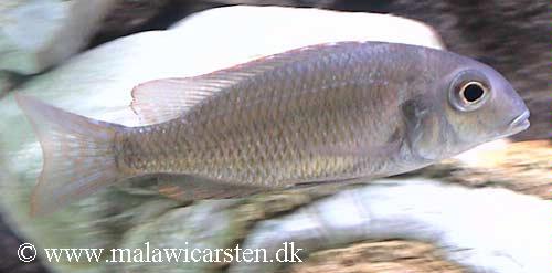 Tramitichromis variebilis