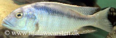 Buccochromis atritaeniatus