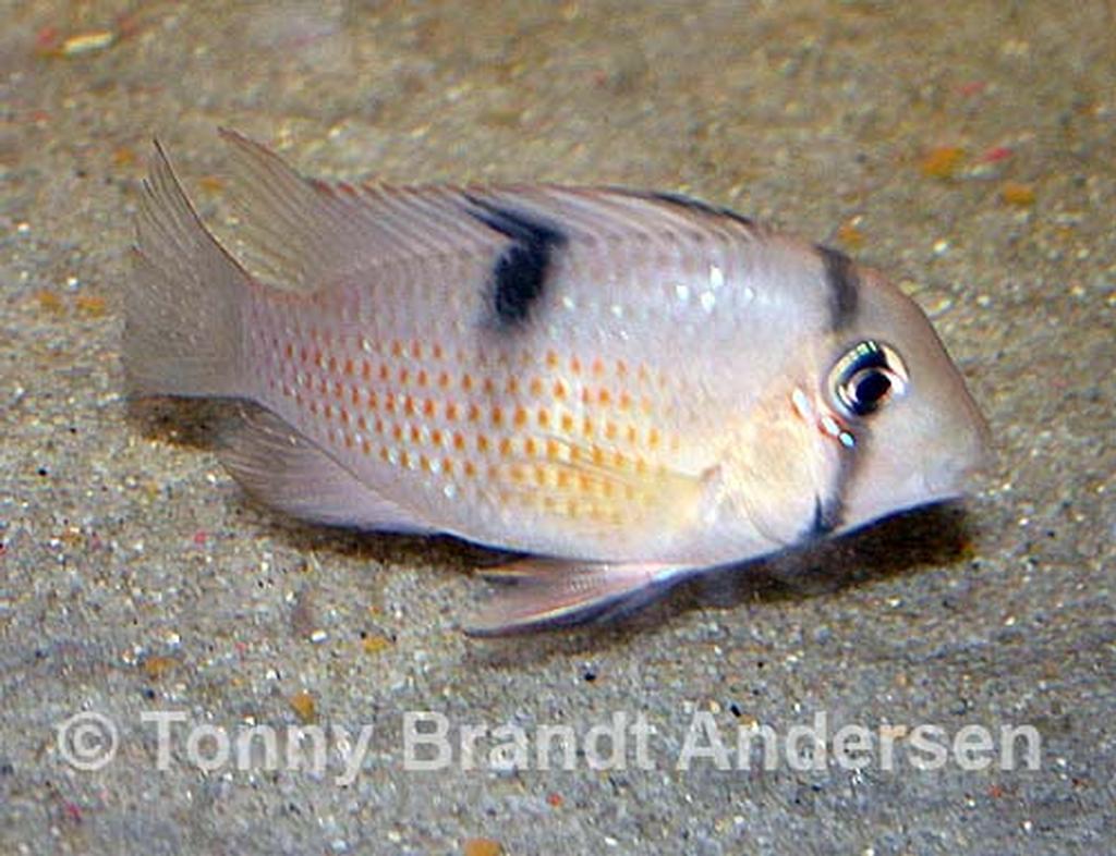 Guianacara sp. "Rio Jatapu"