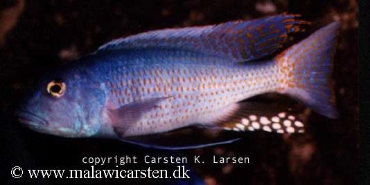 Buccochromis lepturus