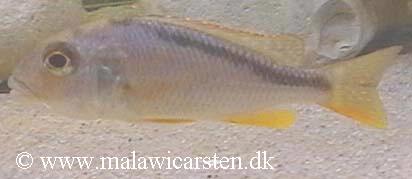 Buccochromis nototaenia