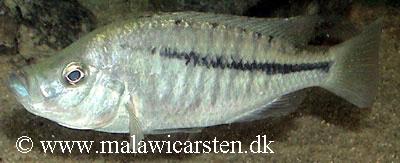 Caprichromis orthognathus