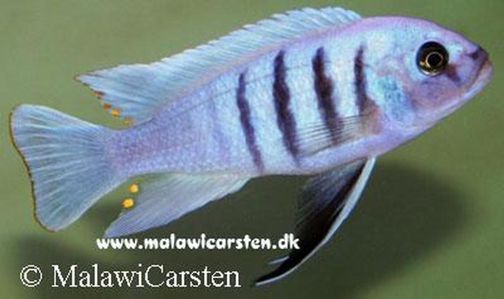 Cynotilapia sp. "Hara" Galireya Reef