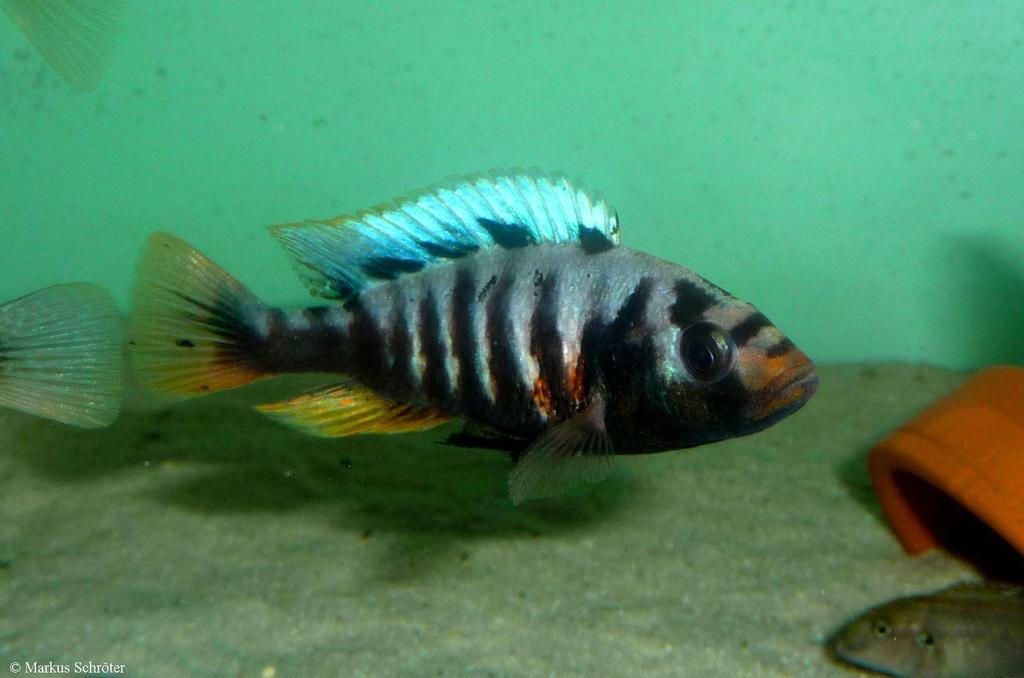 Pundamilia sp. "crimson tide"