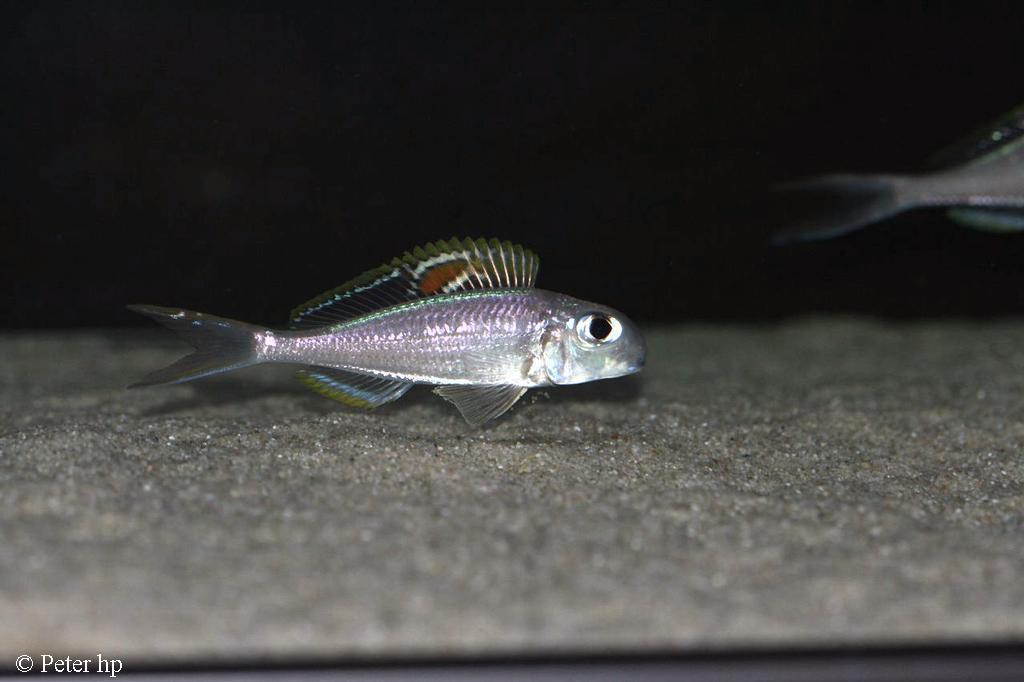 Xenotilapia sp. "red princess"