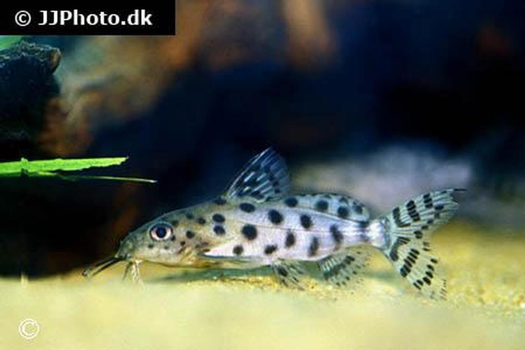 Synodontis ocellifer